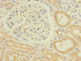 Immunohistochemistry of paraffin-embedded human kidney tissue using CAC10866 at dilution of 1:100