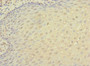 Immunohistochemistry of paraffin-embedded human tonsil tissue using CAC10873 at dilution of 1:100