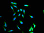 Immunofluorescent analysis of Hela cells using CAC10873 at dilution of 1: 100 and Alexa Fluor 488-congugated AffiniPure Goat Anti-Rabbit IgG(H+L)