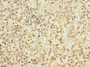 Immunohistochemistry of paraffin-embedded human spleen tissue using CAC10880 at dilution of 1:100