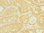 Immunohistochemistry of paraffin-embedded human kidney tissue using CAC10882 at dilution of 1:100