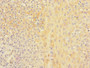 Immunohistochemistry of paraffin-embedded human tonsil tissue using CAC10884 at dilution of 1:100