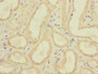 Immunohistochemistry of paraffin-embedded human kidney tissue using CAC10888 at dilution of 1:100