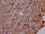 Immunohistochemistry of paraffin-embedded human adrenal gland tissue using CAC10890 at dilution of 1:100