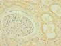 Immunohistochemistry of paraffin-embedded human kidney tissue using CAC10900 at dilution of 1:100