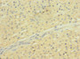 Immunohistochemistry of paraffin-embedded human adrenal gland tissue using CAC10901 at dilution of 1:100
