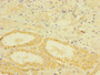Immunohistochemistry of paraffin-embedded human kidney tissue using CAC10904 at dilution of 1:100