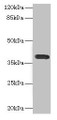 Western blot; All lanes: CD226 antibody at 2.61µg/ml + A549 whole cell lysate; Secondary; Goat polyclonal to rabbit IgG at 1/10000 dilution; Predicted band size: 39 kDa; Observed band size: 39 kDa
