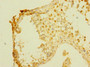 Immunohistochemistry of paraffin-embedded human testis tissue using CAC10908 at dilution of 1:100