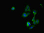 Immunofluorescent analysis of Hela cells using CAC10917 at dilution of 1:100 and Alexa Fluor 488-congugated AffiniPure Goat Anti-Rabbit IgG(H+L)