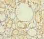 Immunohistochemistry of paraffin-embedded human kidney tissue using CAC10918 at dilution of 1:100