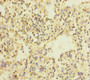 Immunohistochemistry of paraffin-embedded human spleen tissue using CAC10919 at dilution of 1:100