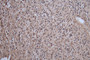 Immunohistochemistry of paraffin-embedded human heart tissue using CAC10920 at dilution of 1:100