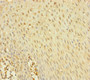 Immunohistochemistry of paraffin-embedded human tonsil tissue using CAC10927 at dilution of 1:100