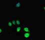 Immunofluorescent analysis of A549 cells using CAC10938 at dilution of 1:100 and Alexa Fluor 488-congugated AffiniPure Goat Anti-Rabbit IgG(H+L)