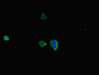 Immunofluorescent analysis of HepG2 cells using CAC10941 at dilution of 1:100 and Alexa Fluor 488-congugated AffiniPure Goat Anti-Rabbit IgG(H+L)