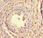 Immunohistochemistry of paraffin-embedded human testis tissue using CAC10944 at dilution of 1:100