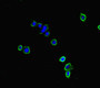 Immunofluorescent analysis of HepG2 cells using CAC10946 at dilution of 1:100 and Alexa Fluor 488-congugated AffiniPure Goat Anti-Rabbit IgG(H+L)