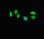 Immunofluorescent analysis of A549 cells using CAC10947 at dilution of 1:100 and Alexa Fluor 488-congugated AffiniPure Goat Anti-Rabbit IgG(H+L)