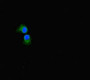 Immunofluorescent analysis of A549 cells using CAC10950 at dilution of 1:100 and Alexa Fluor 488-congugated AffiniPure Goat Anti-Rabbit IgG(H+L)