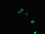 Immunofluorescent analysis of HepG2 cells using CAC10955 at dilution of 1:100 and Alexa Fluor 488-congugated AffiniPure Goat Anti-Rabbit IgG(H+L)