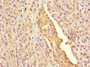 Immunohistochemistry of paraffin-embedded human pancreatic tissue using CAC10961 at dilution of 1:100