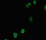 Immunofluorescent analysis of HepG2 cells using CAC10961 at dilution of 1:100 and Alexa Fluor 488-congugated AffiniPure Goat Anti-Rabbit IgG(H+L)