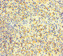 Immunohistochemistry of paraffin-embedded human spleen tissue using CAC10962 at dilution of 1:100