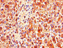 Immunohistochemistry of paraffin-embedded human liver tissue using CAC10967 at dilution of 1:100
