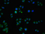 Immunofluorescent analysis of PC-3 cells using CAC10967 at dilution of 1:100 and Alexa Fluor 488-congugated AffiniPure Goat Anti-Rabbit IgG(H+L)