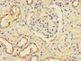Immunohistochemistry of paraffin-embedded human kidney tissue using CAC10968 at dilution of 1:100