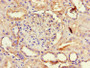 Immunohistochemistry of paraffin-embedded human kidney tissue using CAC10970 at dilution of 1:100