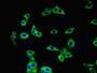 Immunofluorescent analysis of HepG2 cells using CAC10970 at dilution of 1:100 and Alexa Fluor 488-congugated AffiniPure Goat Anti-Rabbit IgG(H+L)