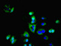 Immunofluorescent analysis of Hela cells using CAC10970 at dilution of 1:100 and Alexa Fluor 488-congugated AffiniPure Goat Anti-Rabbit IgG(H+L)