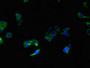 Immunofluorescent analysis of HepG2 cells using CAC10973 at dilution of 1:100 and Alexa Fluor 488-congugated AffiniPure Goat Anti-Rabbit IgG(H+L)