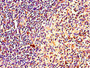 Immunohistochemistry of paraffin-embedded human spleen tissue using CAC10977 at dilution of 1:100