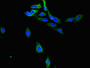 Immunofluorescent analysis of Hela cells using CAC10979 at dilution of 1:100 and Alexa Fluor 488-congugated AffiniPure Goat Anti-Rabbit IgG(H+L)