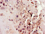 Immunohistochemistry of paraffin-embedded human placenta tissue using CAC10980 at dilution of 1:100