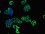 Immunofluorescent analysis of HepG2 cells using CAC10981 at dilution of 1:100 and Alexa Fluor 488-congugated AffiniPure Goat Anti-Rabbit IgG(H+L)
