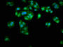 Immunofluorescence staining of HepG2 cells with CAC10986 at 1:333, counter-stained with DAPI. The cells were fixed in 4% formaldehyde, permeabilized using 0.2% Triton X-100 and blocked in 10% normal Goat Serum. The cells were then incubated with the antibody overnight at 4°C. The secondary antibody was Alexa Fluor 488-congugated AffiniPure Goat Anti-Rabbit IgG(H+L).