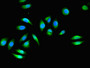 Immunofluorescent analysis of Hela cells using CAC10988 at dilution of 1:100 and Alexa Fluor 488-congugated AffiniPure Goat Anti-Rabbit IgG(H+L)