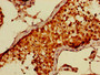 Immunohistochemistry of paraffin-embedded human testis tissue using CAC10990 at dilution of 1:100