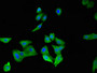 Immunofluorescent analysis of HepG2 cells using CAC10998 at dilution of 1:100 and Alexa Fluor 488-congugated AffiniPure Goat Anti-Rabbit IgG(H+L)