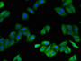 Immunofluorescent analysis of HepG2 cells using CAC11002 at dilution of 1:100 and Alexa Fluor 488-congugated AffiniPure Goat Anti-Rabbit IgG(H+L)