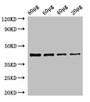 Western Blot; Positive WB detected in: Zebrafish tissue 80µg, 60µg, 40µg, 20µg; All lanes: egfra antibody at 3.5µg/ml; Secondary; Goat polyclonal to rabbit IgG at 1/50000 dilution; Predicted band size: 43 kDa; Observed band size: 43 kDa;