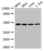 Western Blot; Positive WB detected in Recombinant protein; All lanes: PPX1 antibody at 2.7µg/ml; Secondary; Goat polyclonal to rabbit IgG at 1/50000 dilution; Predicted band size: 48 kDa; Observed band size: 48 kDa