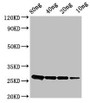 Western Blot; Positive WB detected in Recombinant protein; All lanes: ptsH antibody at 2.8µg/ml; Secondary; Goat polyclonal to rabbit IgG at 1/50000 dilution; Predicted band size: 26 kDa; Observed band size: 26 kDa