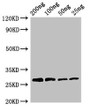 Western Blot; Positive WB detected in Recombinant protein; All lanes: Papain antibody at 3µg/ml; Secondary; Goat polyclonal to rabbit IgG at 1/50000 dilution; predicted band size: 27 kDa; observed band size: 27 kDa