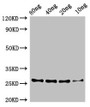 Western Blot; Positive WB detected in Recombinant protein; All lanes: zapA antibody at 3.2µg/ml; Secondary; Goat polyclonal to rabbit IgG at 1/50000 dilution; Predicted band size: 26 kDa; Observed band size: 26 kDa