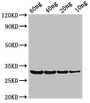 Western Blot; Positive WB detected in Recombinant protein; All lanes: PRO1 antibody at 3.4µg/ml; Secondary; Goat polyclonal to rabbit IgG at 1/50000 dilution; Predicted band size: 31 kDa; Observed band size: 31 kDa
